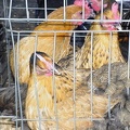 Chick Chain 2004 036